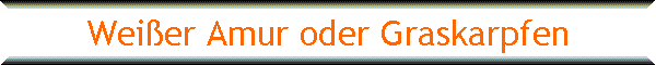 Wei�er Amur oder Graskarpfen